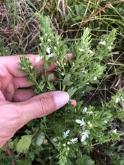 Teucrium cubense