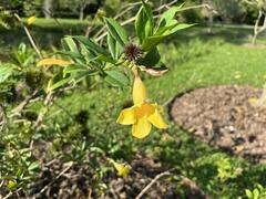 Allamanda cathartica