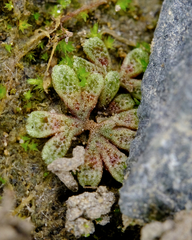 Riccia frostii