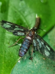 Trichaetoides