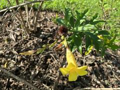 Allamanda cathartica