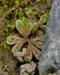 Riccia frostii