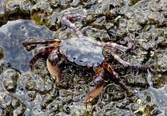 Hemigrapsus