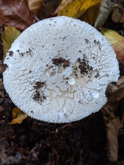 Amanita excelsa
