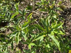 Allamanda cathartica