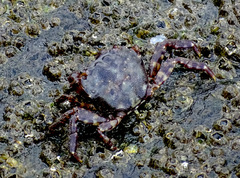 Hemigrapsus
