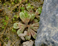 Riccia frostii