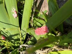 Pomacea canaliculata