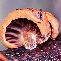 Anthracophyllum archeri