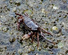 Hemigrapsus