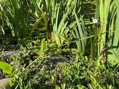 Alisma plantago-aquatica