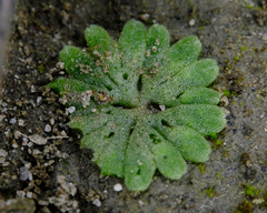 Riccia frostii
