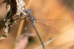 Archilestes californicus