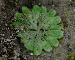 Riccia frostii