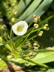 Alisma plantago-aquatica