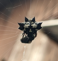 Gasteracantha kuhli