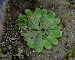 Riccia frostii