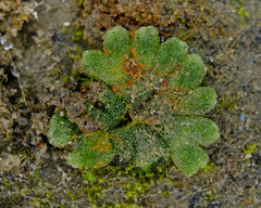 Riccia frostii