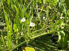 Alisma plantago-aquatica