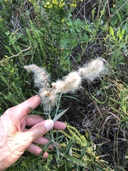 Pterocaulon virgatum