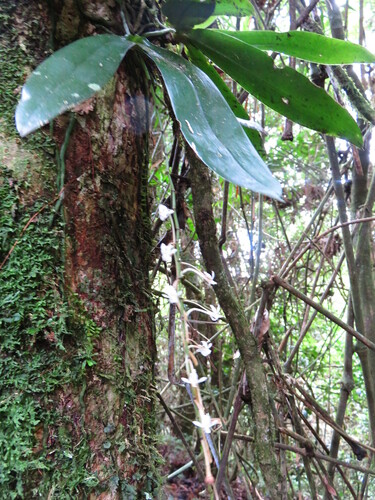 Aerangis macrocentra, photograph 6