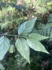 Jasminum streptopus