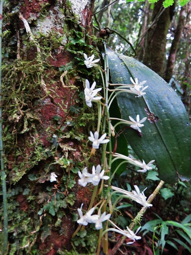 Image of Aerangis Macrocentra (Aerangis macrocentra) by no rights reserved