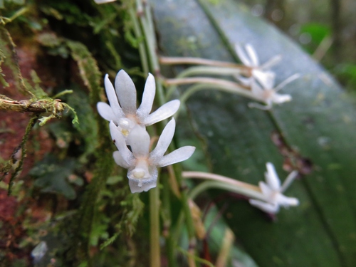 Image of Aerangis Macrocentra (Aerangis macrocentra) by no rights reserved