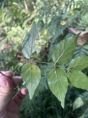 Jasminum streptopus