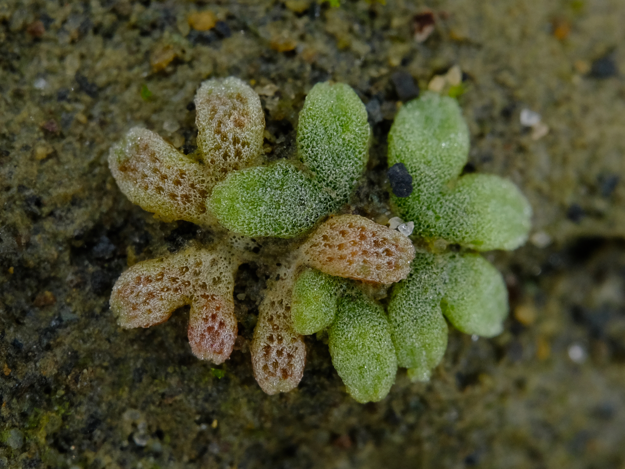 Riccia frostii