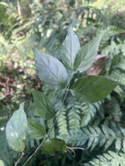 Jasminum streptopus