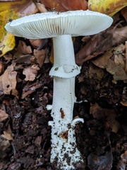 Amanita excelsa