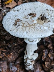 Amanita excelsa