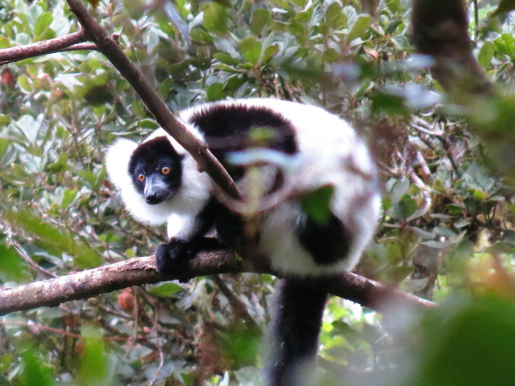 Ruffed Lemurs