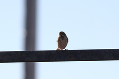 Emberiza pusilla