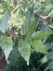 Jasminum streptopus