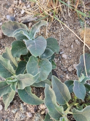 Asclepias nyctaginifolia