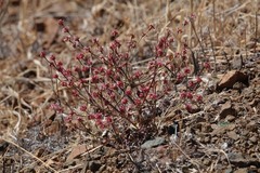 Eriogonum gracile