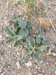 Asclepias nyctaginifolia