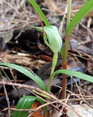 Pterostylis agathicola