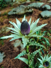 Eryngium proteiflorum