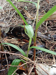 Pterostylis agathicola