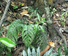 Asplenium appendiculatum