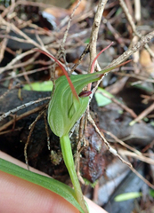Pterostylis agathicola