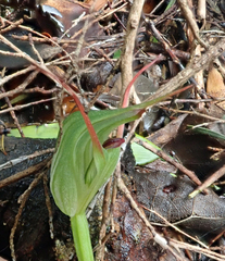 Pterostylis agathicola