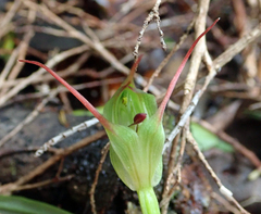 Pterostylis agathicola