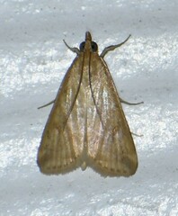 Achyra bifidalis
