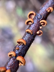 Anthracophyllum archeri