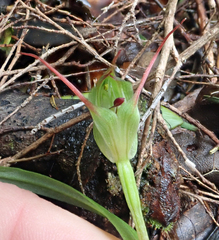 Pterostylis agathicola