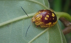 Paropsis maculata